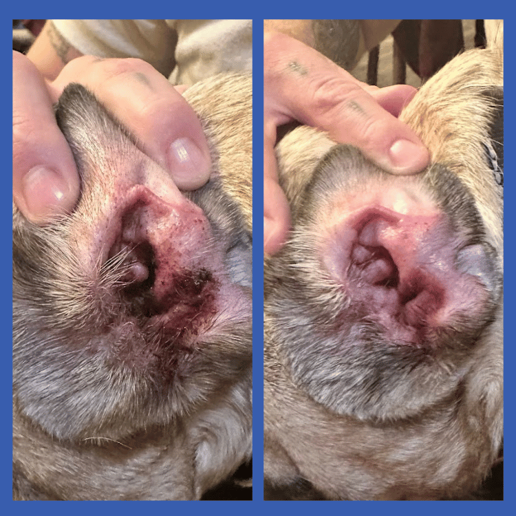 Ear Wipes Before & After Pic