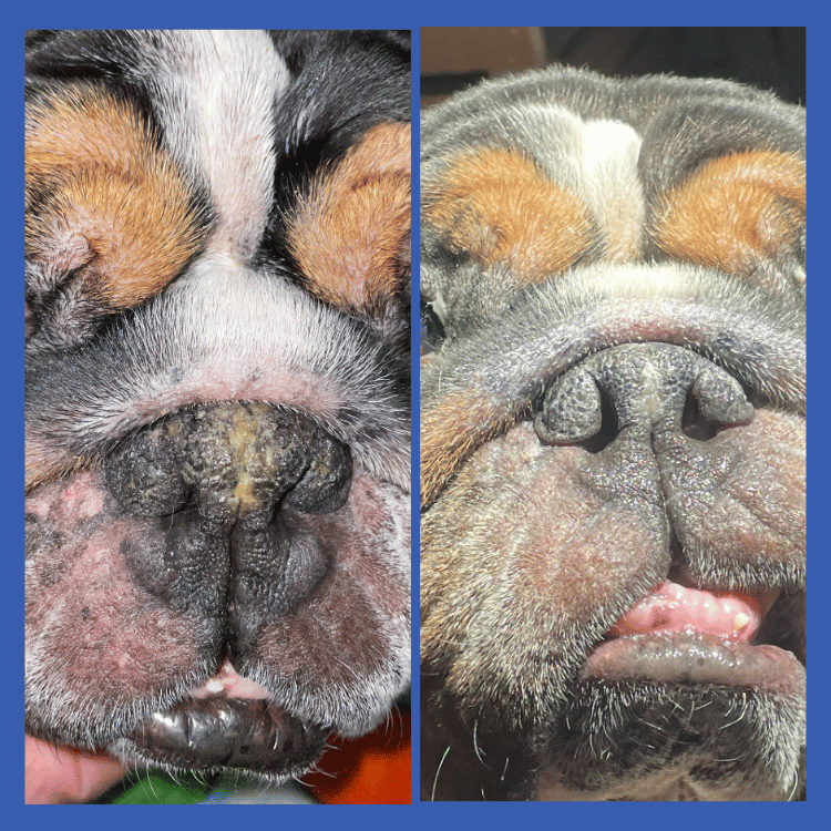 Squishface Nose Balm Before & After Dry Cracked Dog Nose