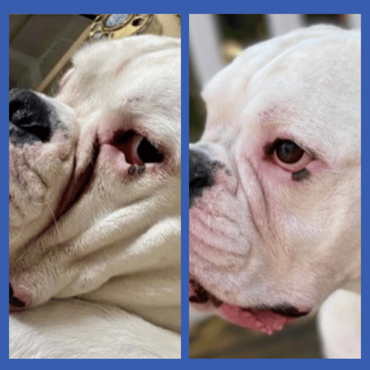 Boxer Tear Stain Wrinkle Paste Before & After