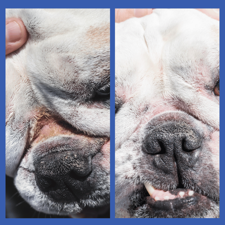 Bulldog Nose Fold Wrinkle Paste Before & After