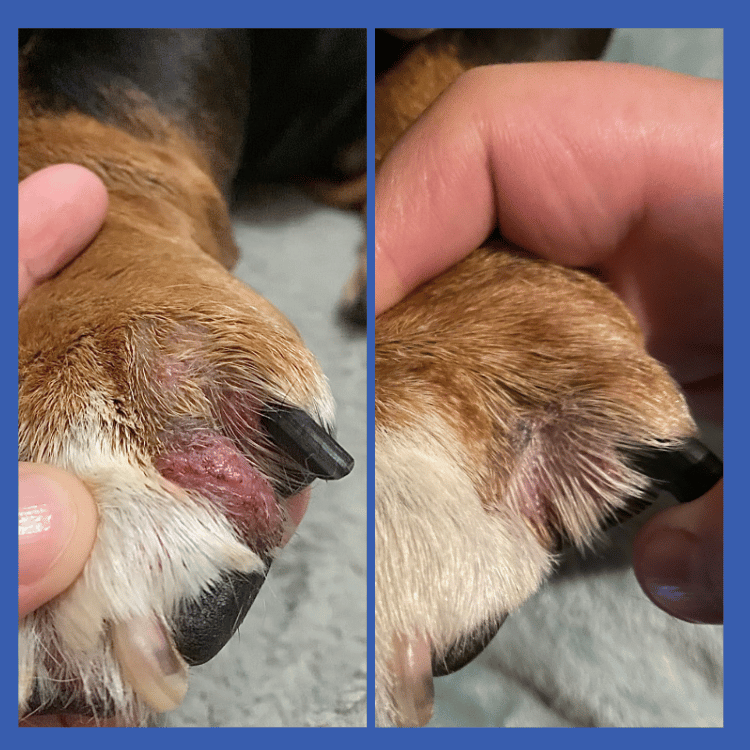 Wrinkle Paste Paw Before & After