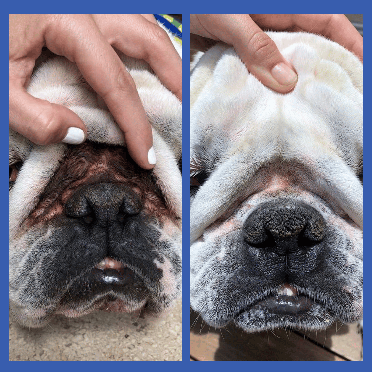 Wrinkle Paste Before and After Bulldog Nose Fold