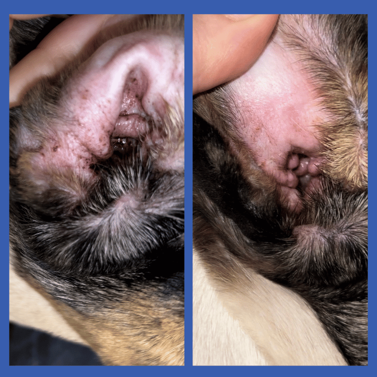 Before & After Pic Ear Wipes