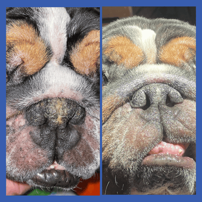 Squishface Nose Balm Before & After Dry Cracked Dog Nose