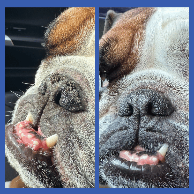 Nose Balm Before & After Nasal Hyperkeratosis